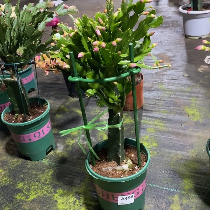 大部分花苞少量开放496嫁接047