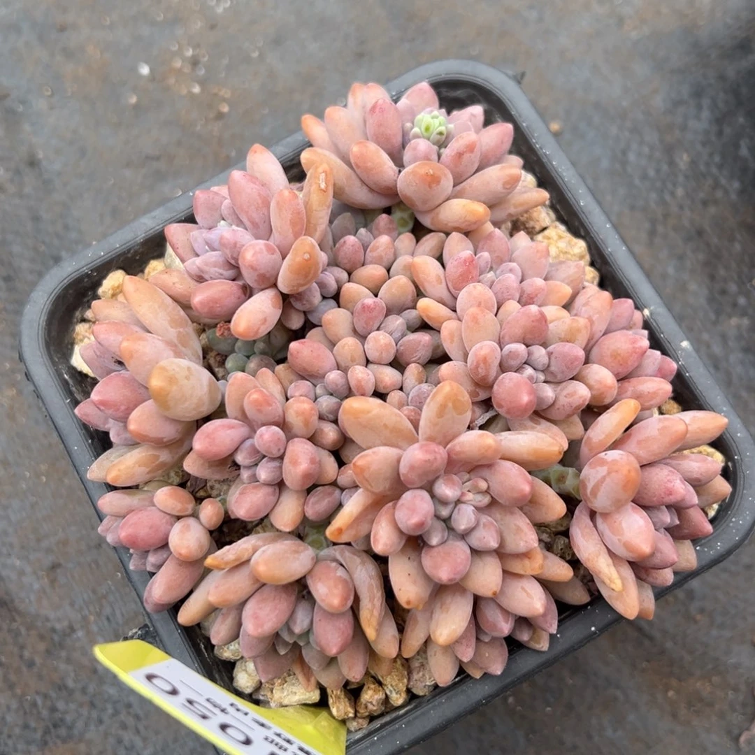 701050 星黛露群生全状态，特价不可寄养，必须拍冷链