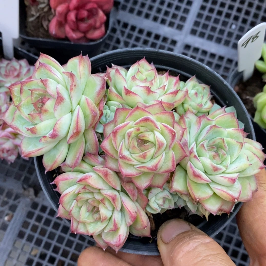 精品多肉一物一拍不包整184
