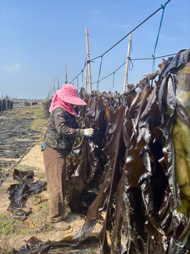 莆田新货海带干整条厚实无泥当季新鲜凉拌炖汤补钙佳品