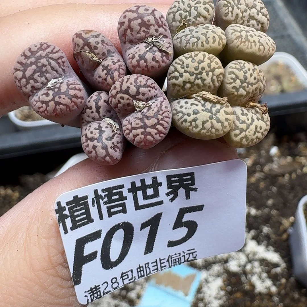 多肉植物的人生吃b
