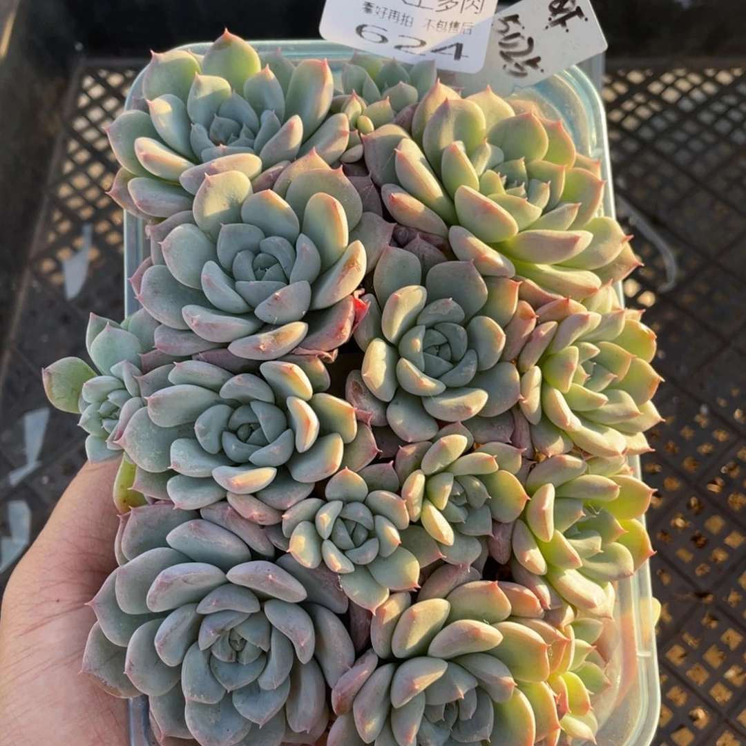 糕大上多肉植物624