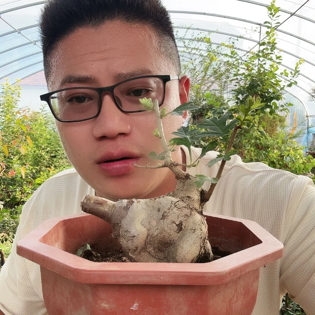 弃***牛当前无花朵，栽培后可花朵