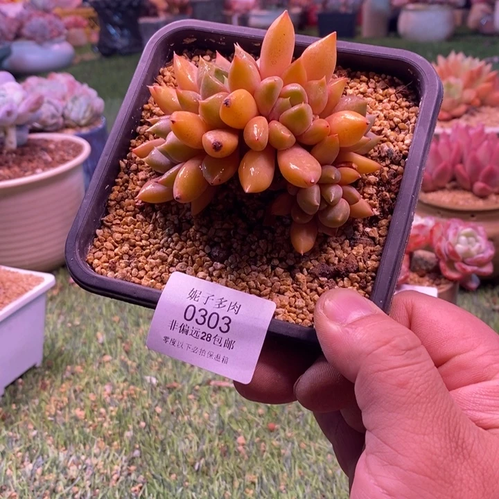 0303啊啊啊啊啊啊啊啊啊啊啊啊