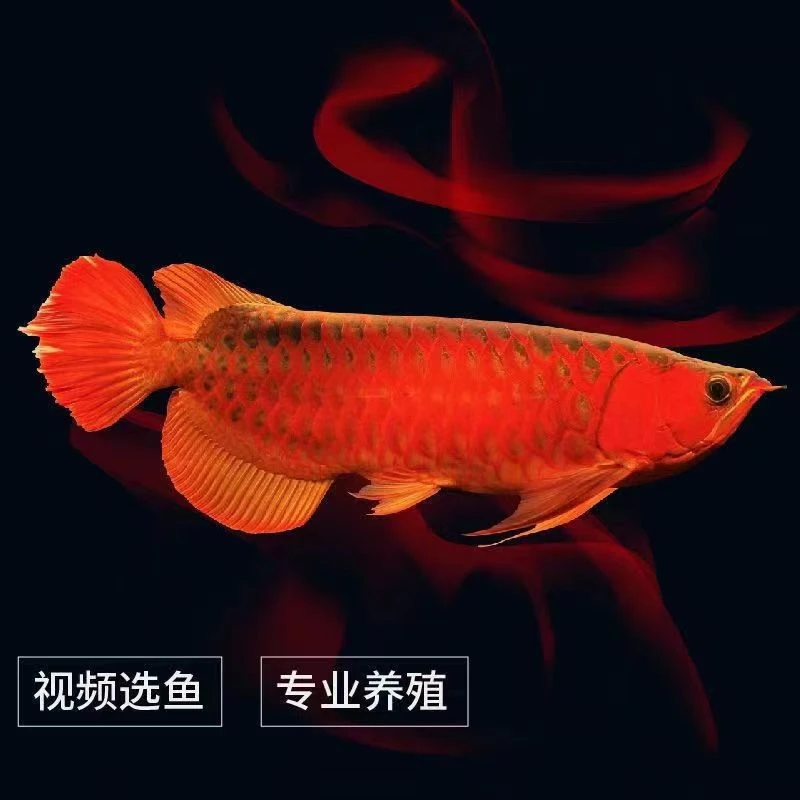 印尼红龙鱼活鱼纯血大湖红龙鱼辣椒金龙鱼幼苗热带鱼观赏鱼风水鱼