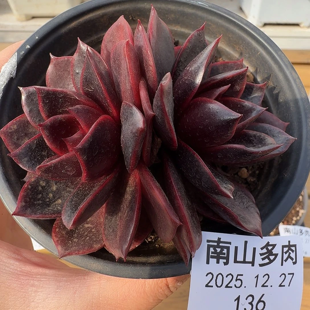 红灯杂1111111227-136