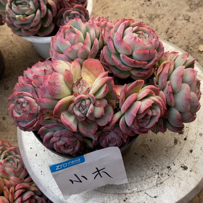 【闪购商品】小*.多肉植物