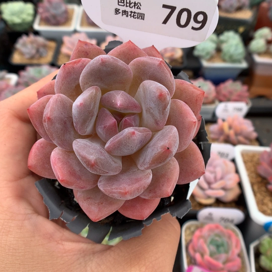 709橙子多肉植物一物一拍