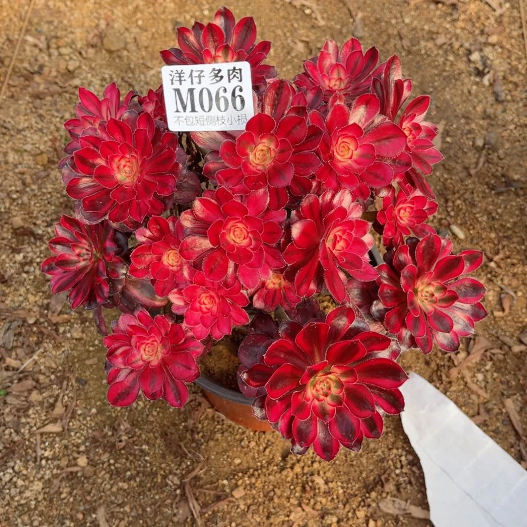 066香耐尔  冠幅20左右