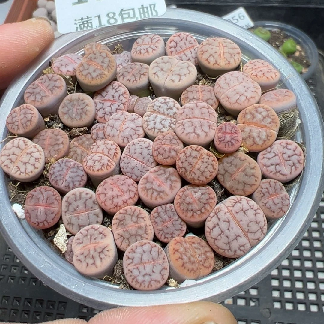 【闪购商品】 1059。