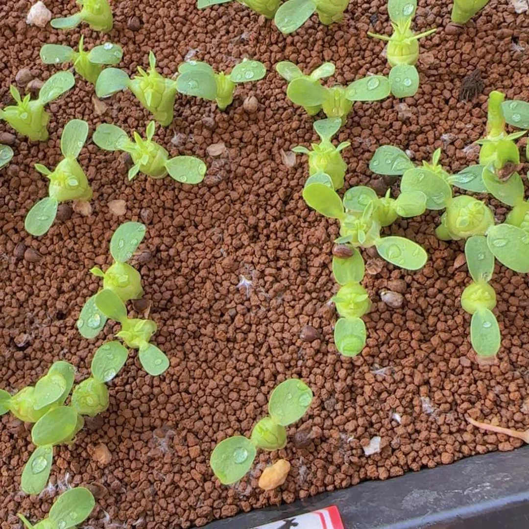 块根植物块根植物