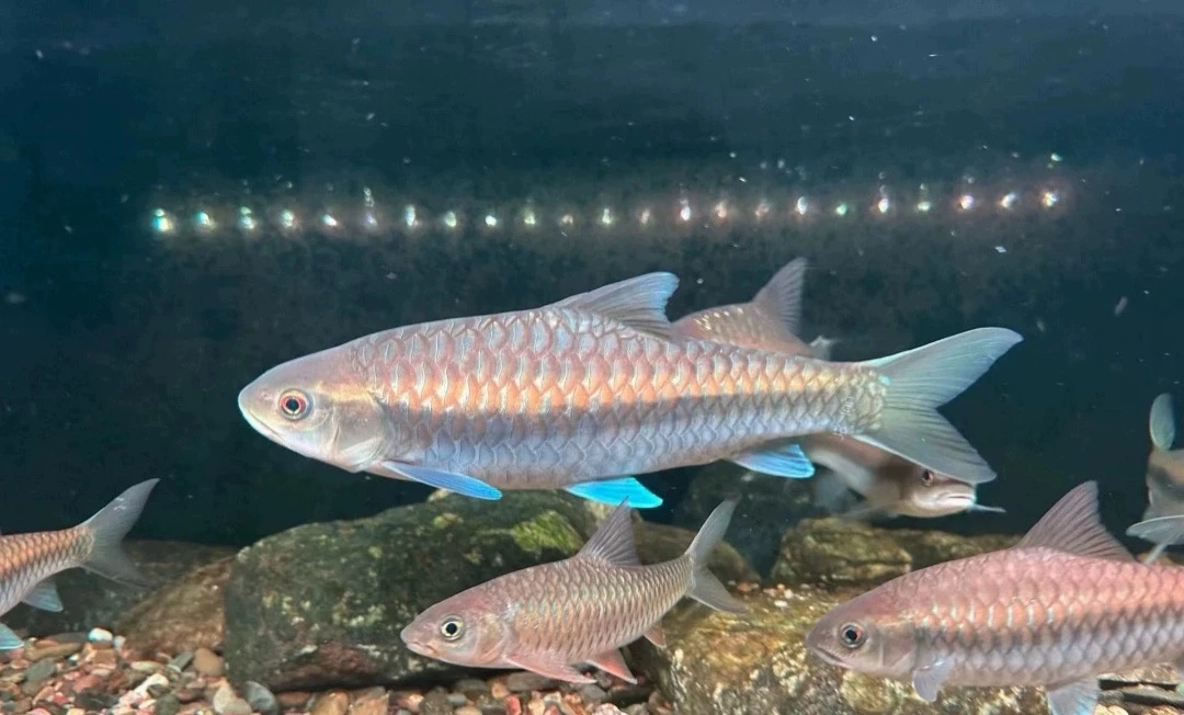 价格链接原生观赏鱼包邮包活混养