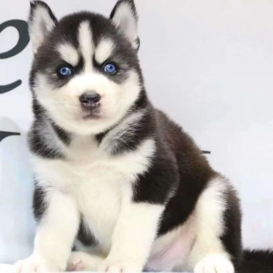 哈士奇幼犬活体可爱德牧小型犬推荐品种宠物狗