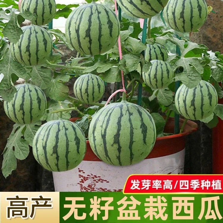 蜂蜜小西瓜种2K西瓜红壤薄皮无籽四季盆栽阳台庭院水果瓜种
