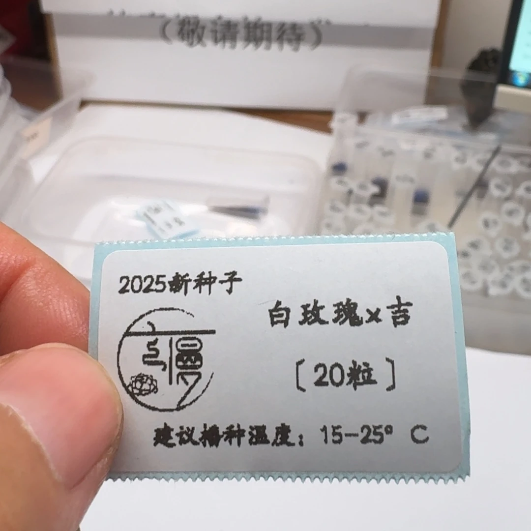 如图2025糖心珍妮种子白玫瑰吉20粒不包出芽率