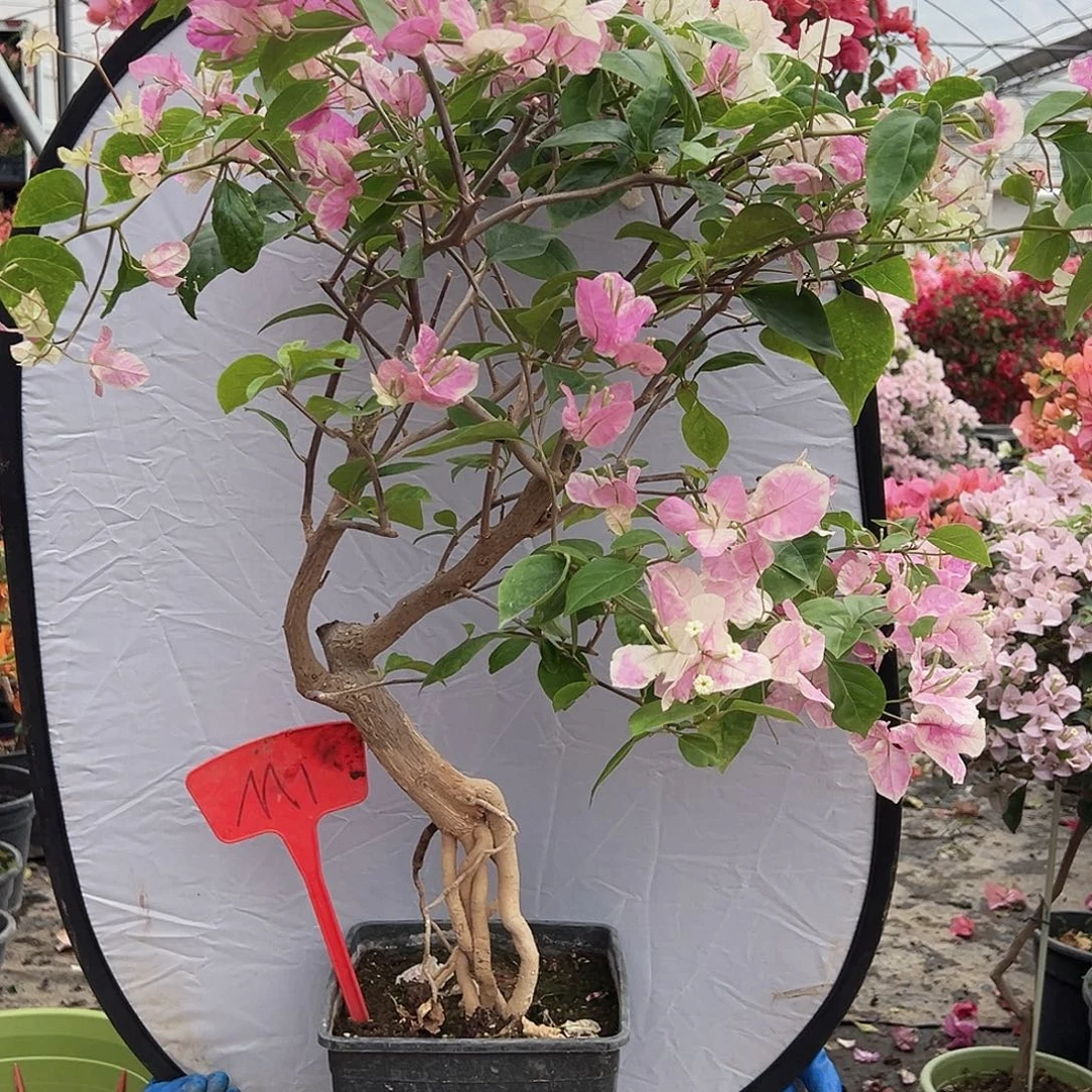 冀***大部分花苞少量开放M1广红樱