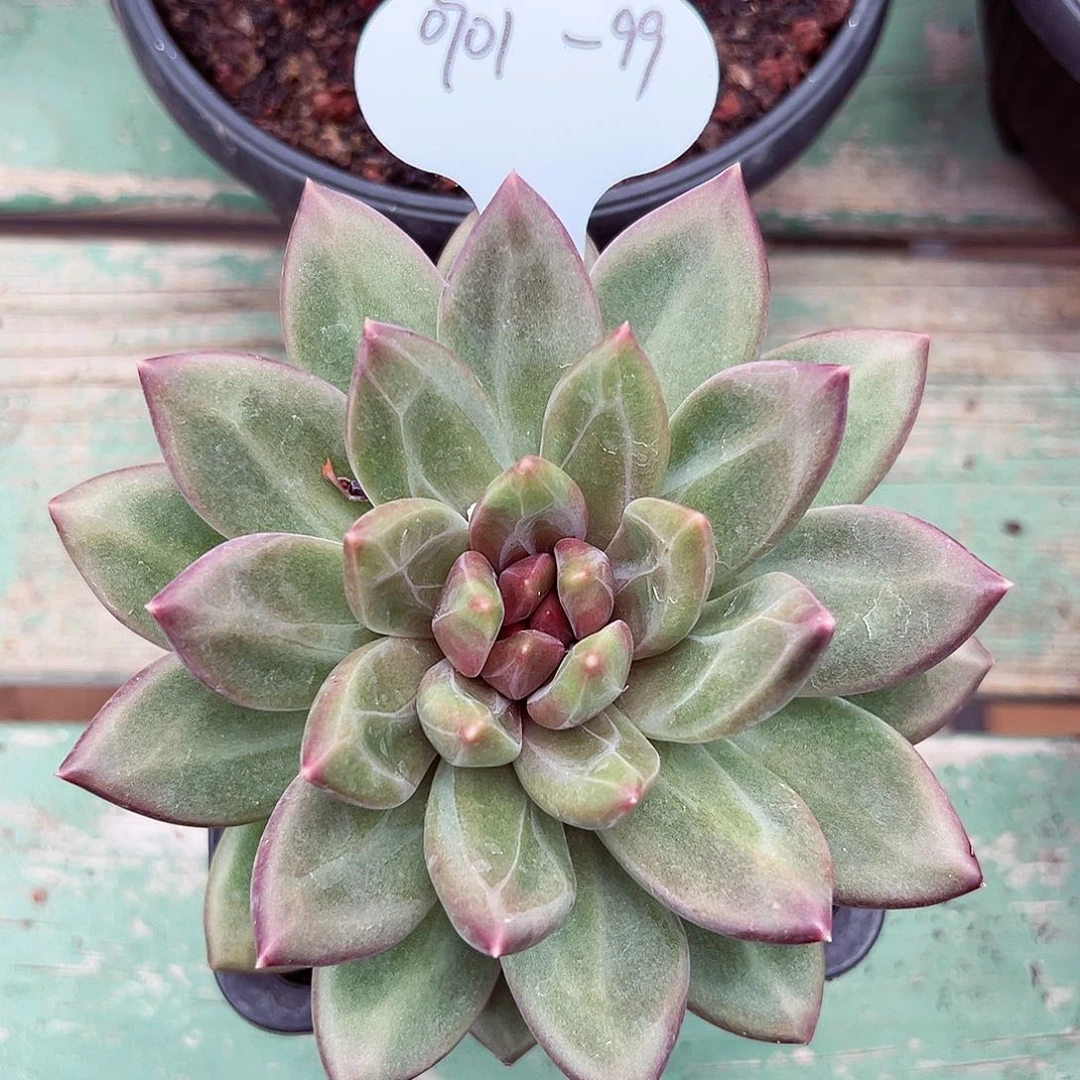 0701-99迷雾泡泡。