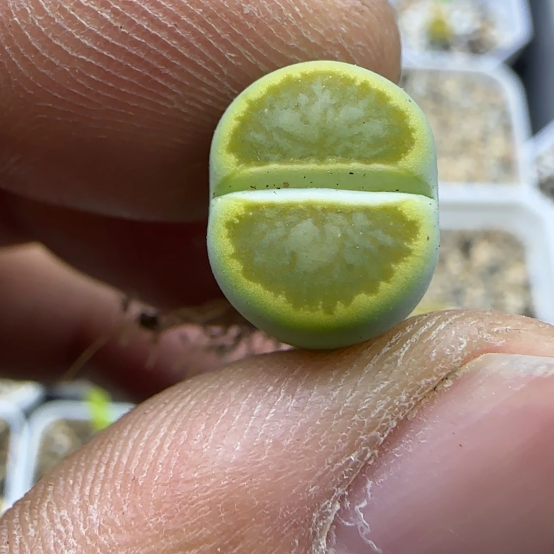 360开播福利生石花大棚直播