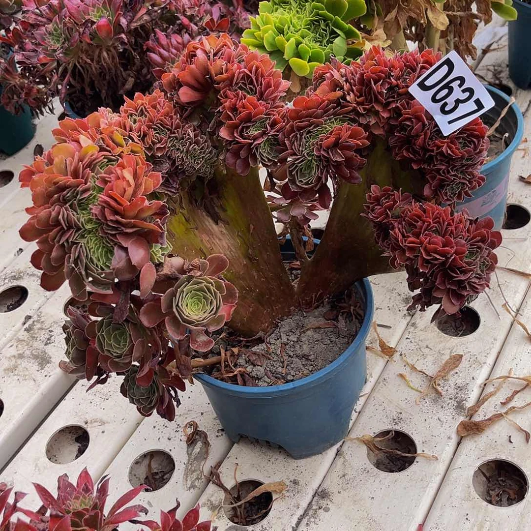 荷兰法师7////-34包邮