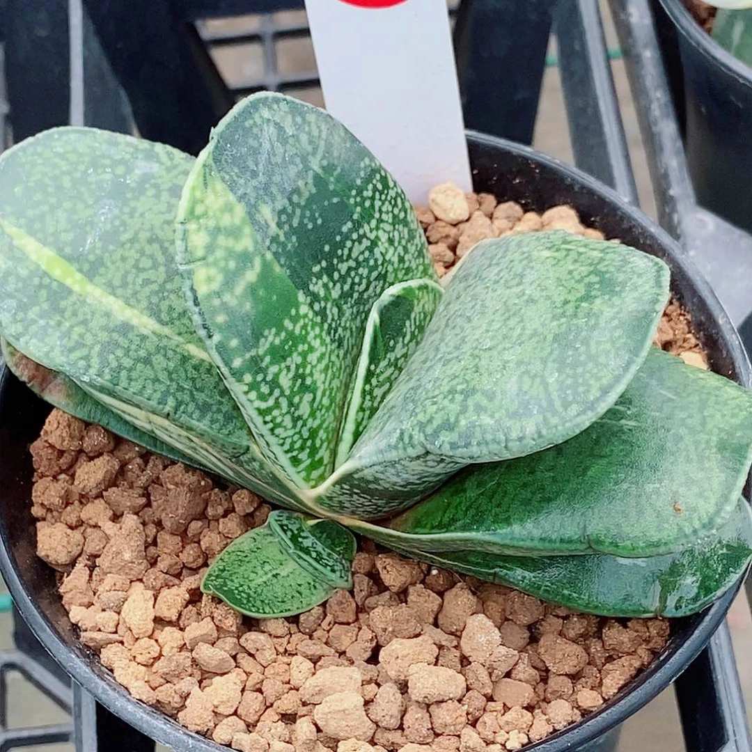 哥*了58卧牛实生恐龙锦带盆发货