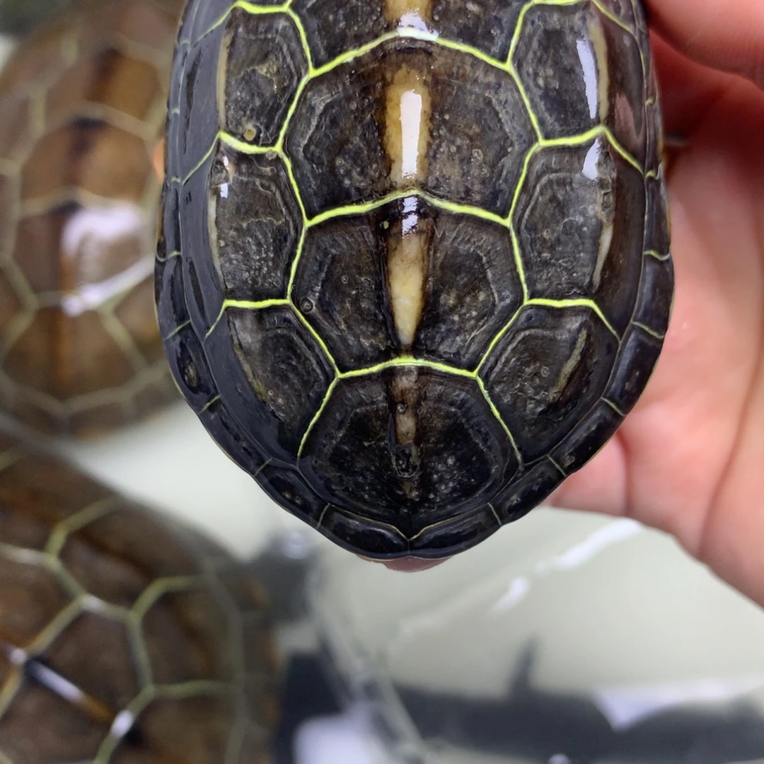 绿毛龟母中华草龟不分公母