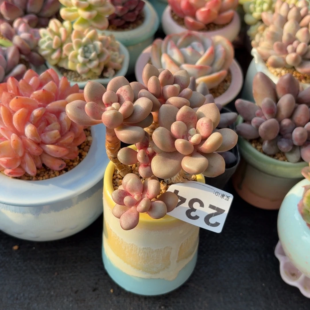 山***8先锋派多肉带盆发货234