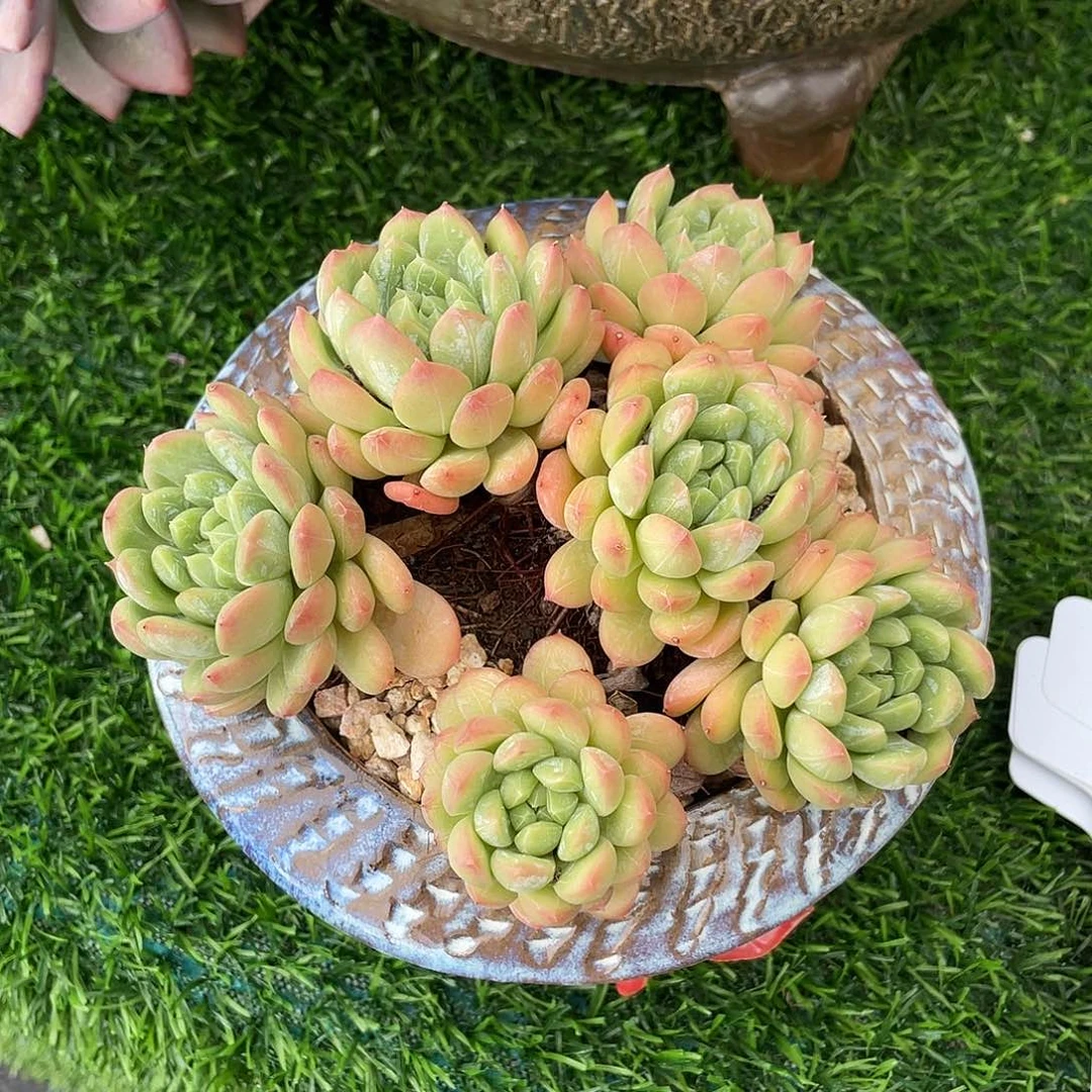6509脱土发货的 甘甜