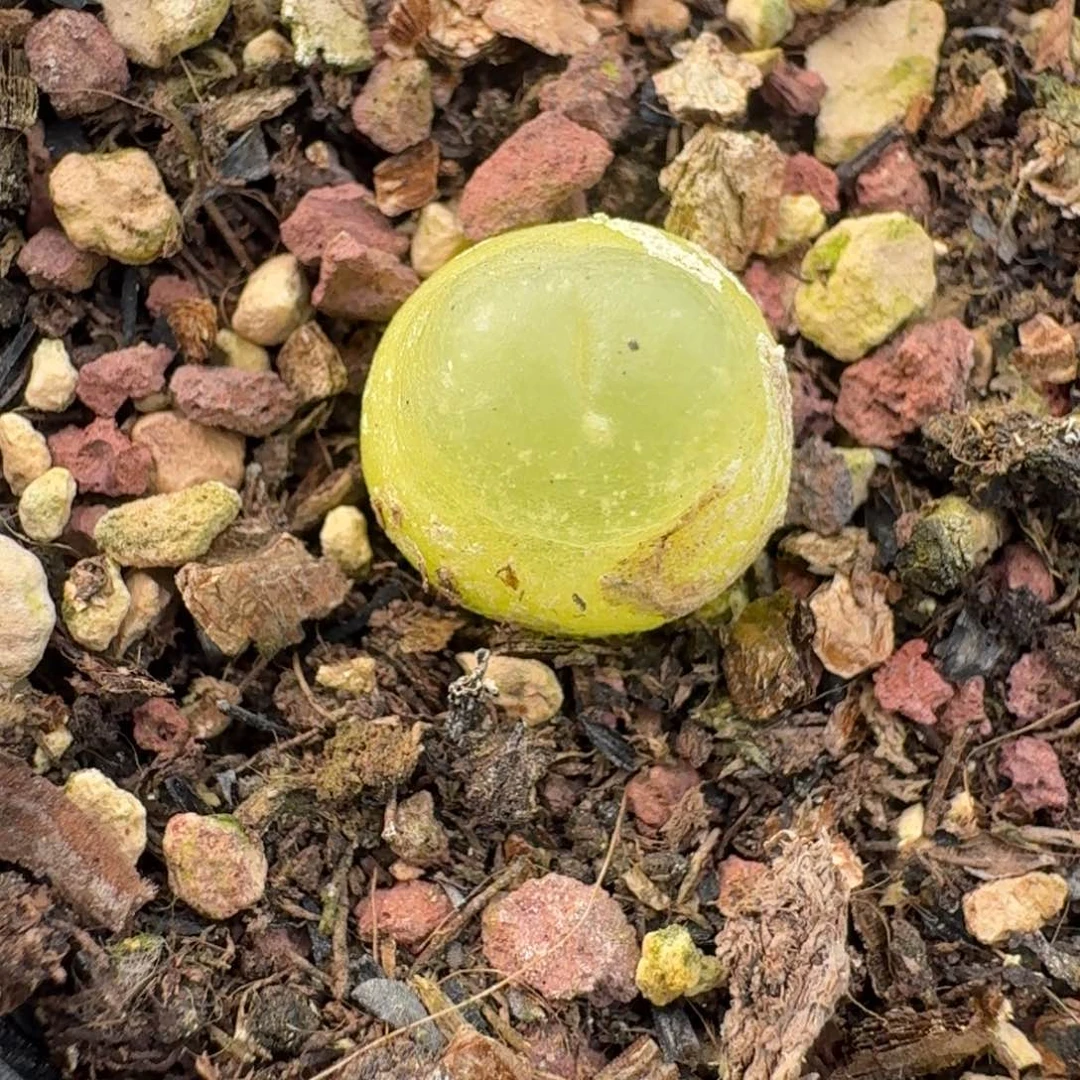 25-14拉拉尺寸1.1左右带盆