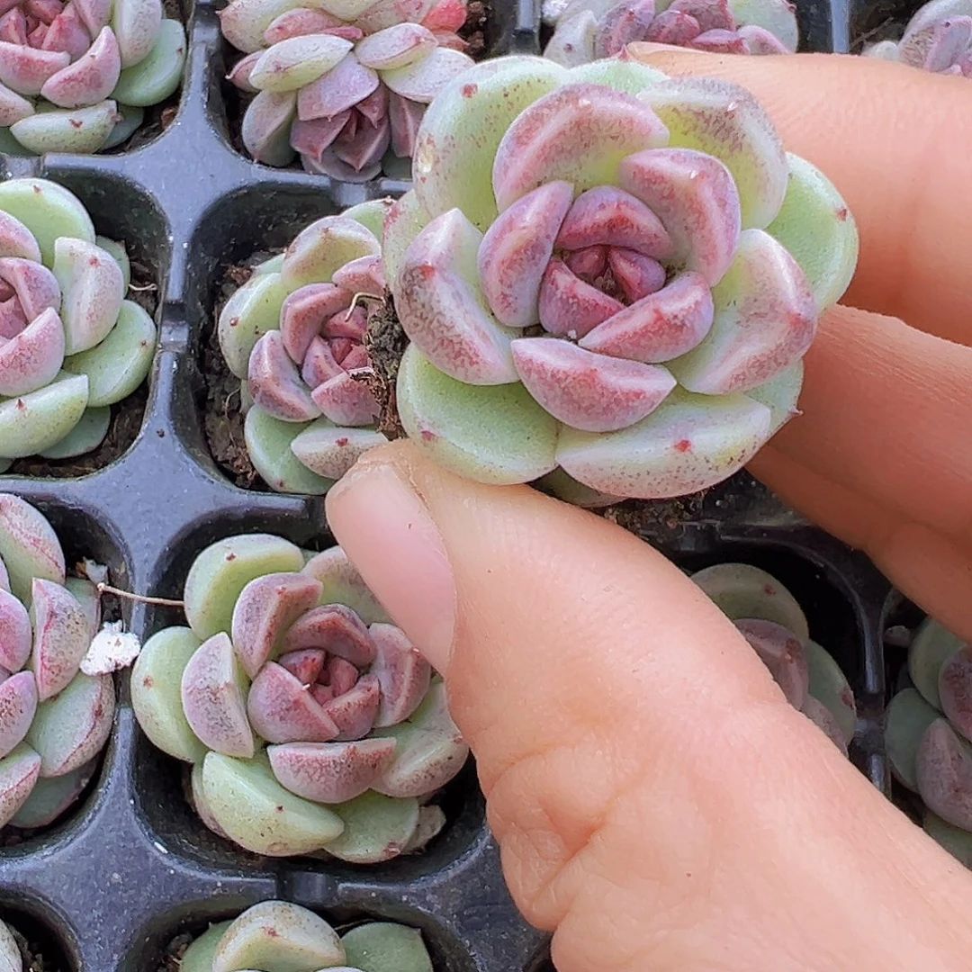 赤水晶苗3颗多肉植物