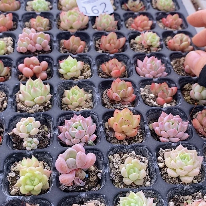 162 多肉植物盆栽花卉