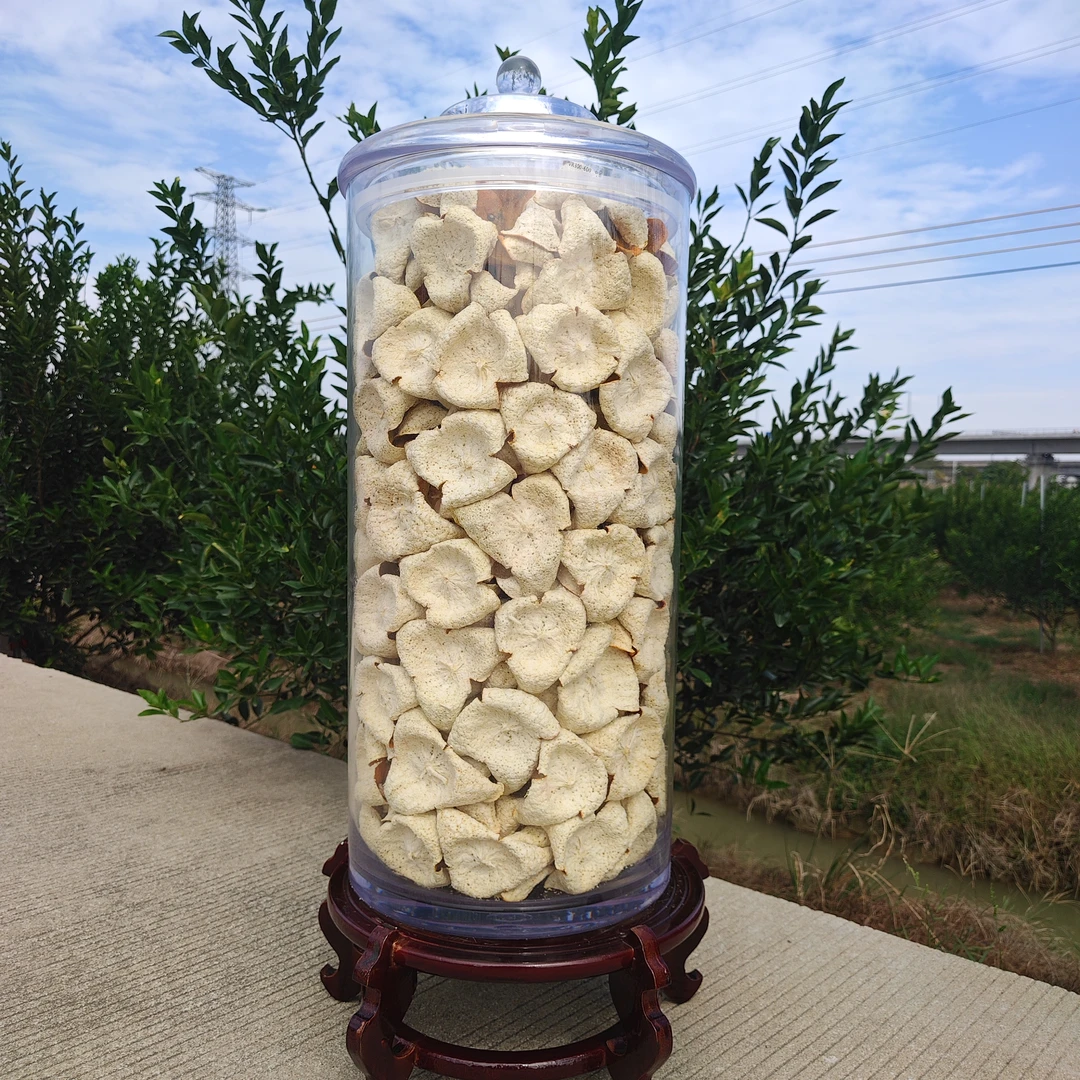 【牛比围大红元宝皮】2025新会东甲牛比围14年原枝老树