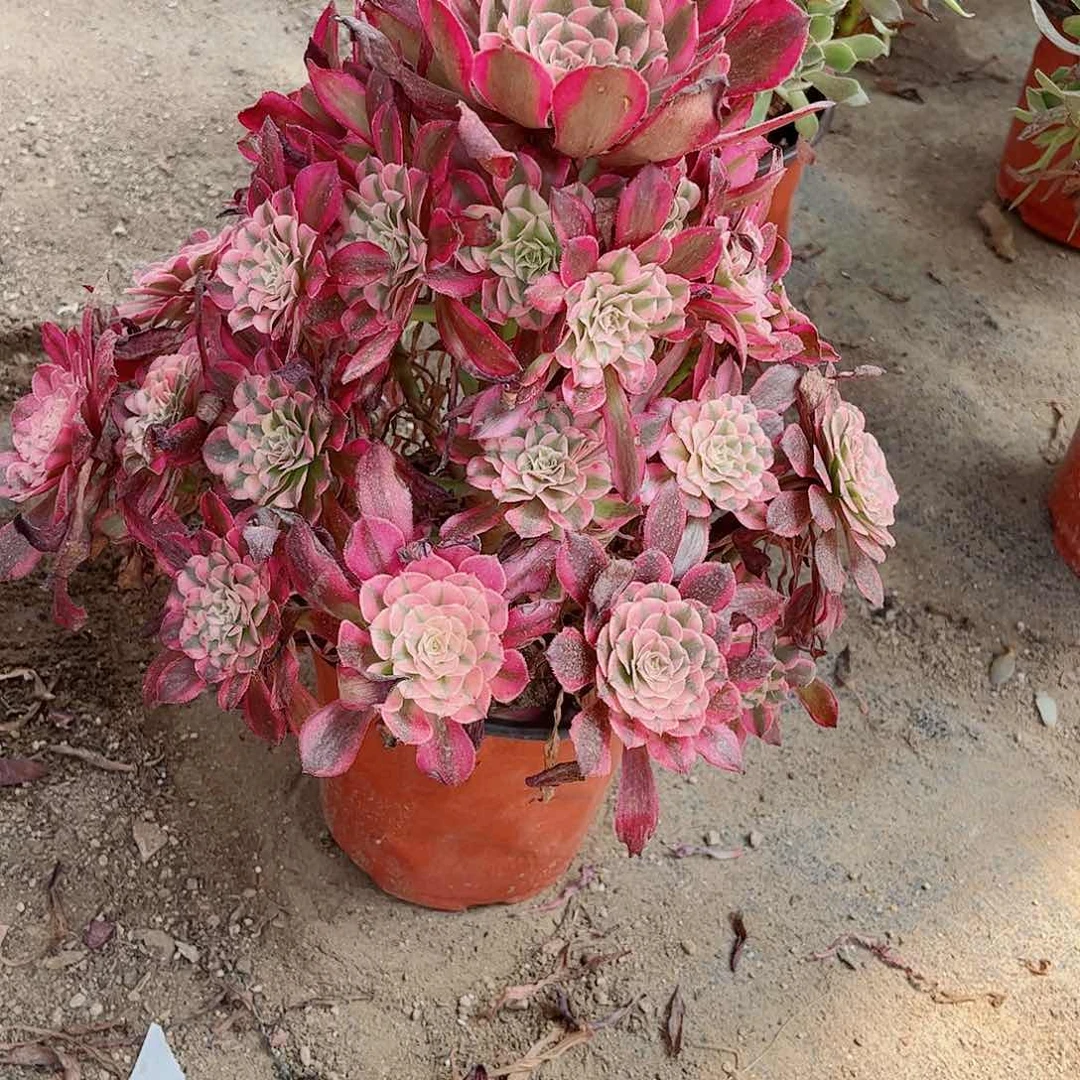 无花朵多肉植物红同白402