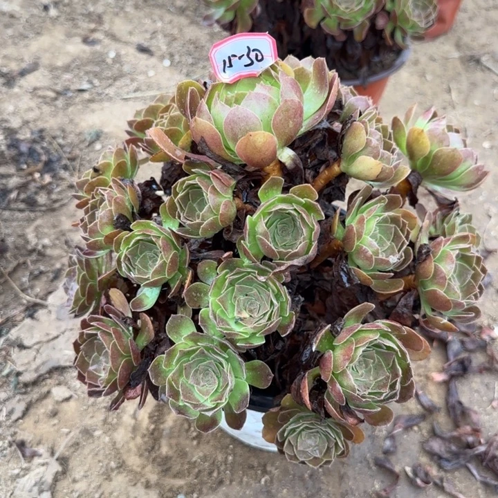 14-30赤焰莲地理不包售后