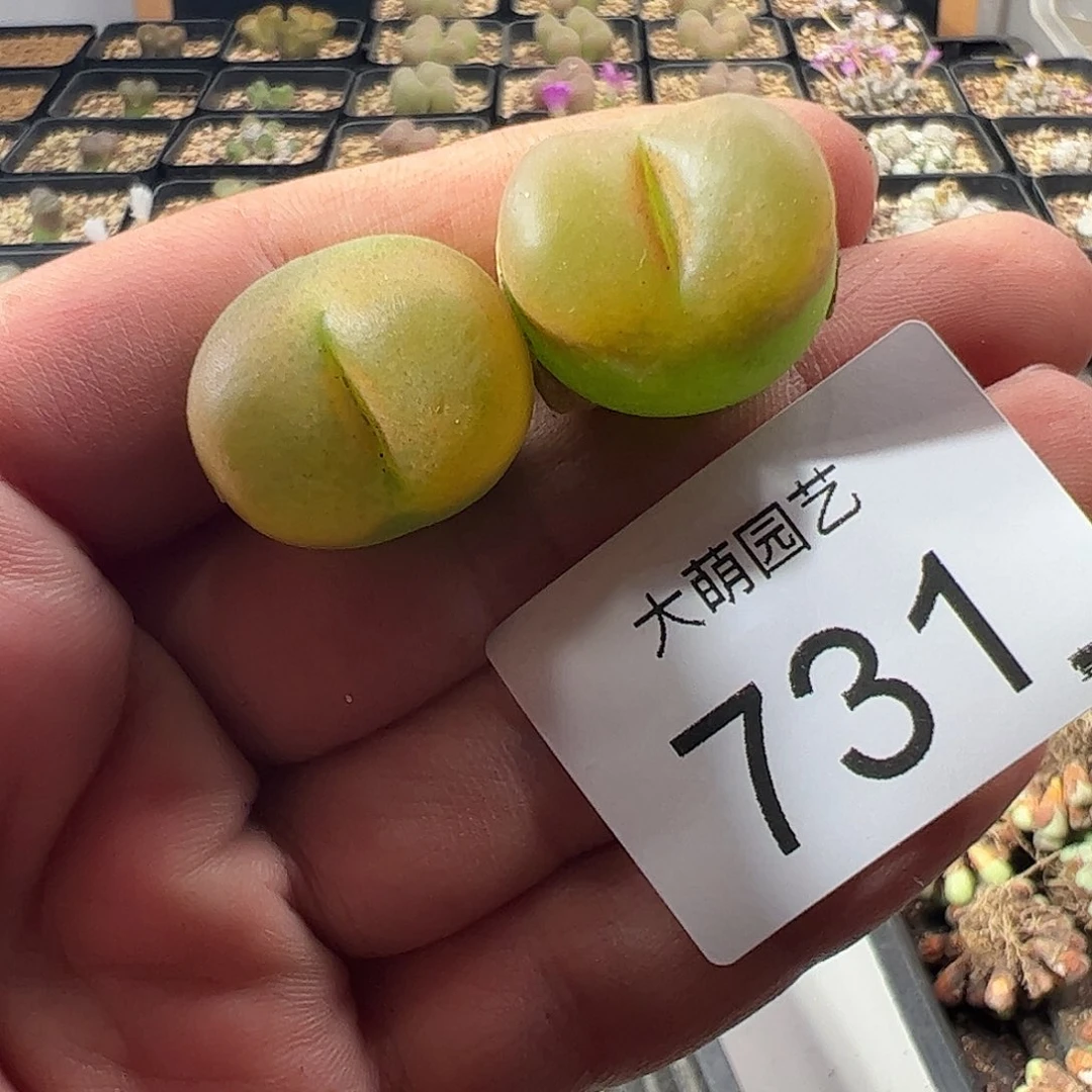 一物一拍默认微瑕。  731
