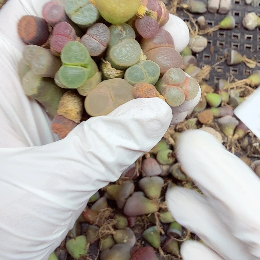 哈哈笑不出话就笑道是163