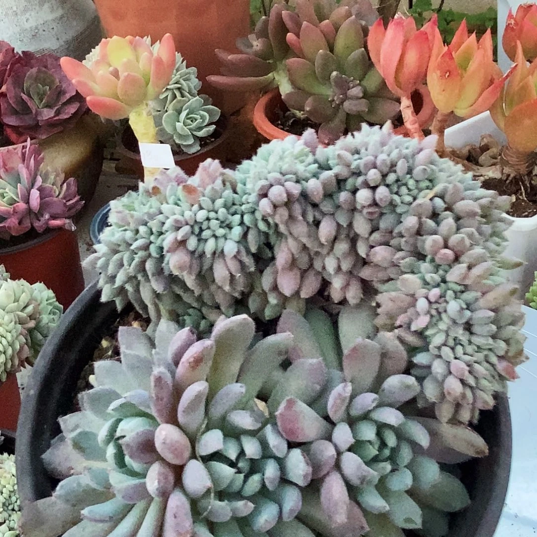 姬小光缀非常福利070