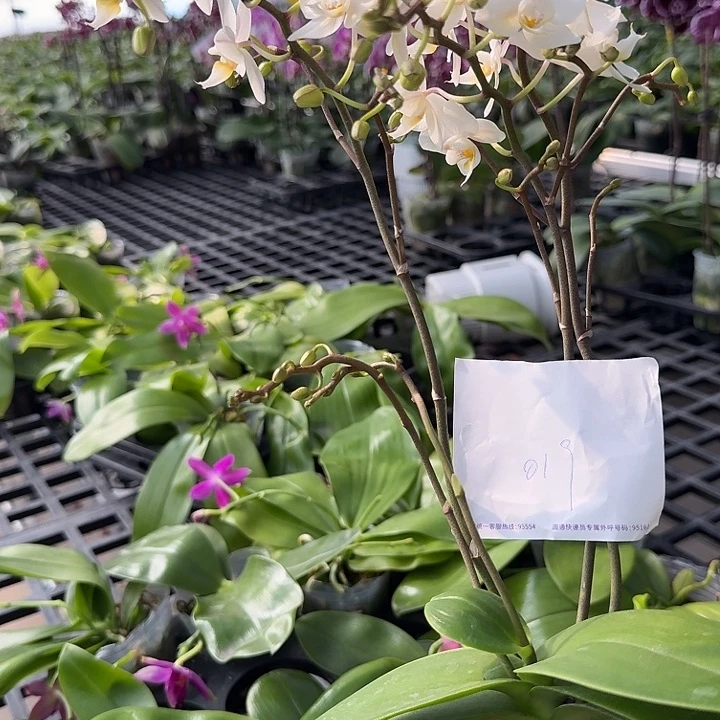 A****大部分开放少量花苞019