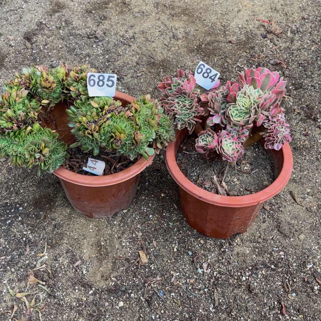 多肉植物组合685、684