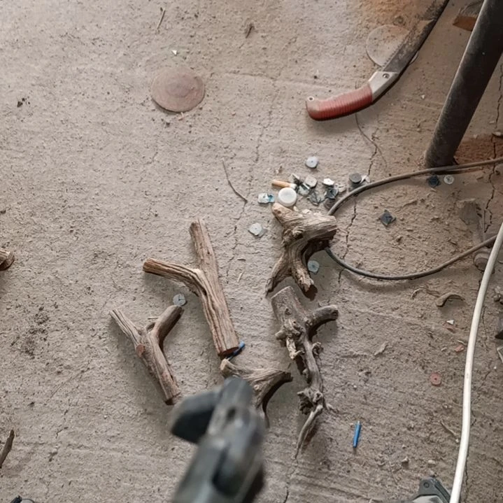 摆***?火琉璃，崖柏原叉崖柏