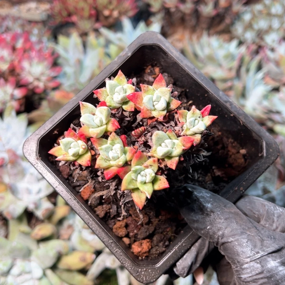 8140哈哈哈哈哈哈哈哈