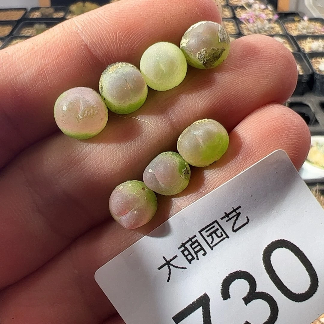 一物一拍默认微瑕。  730
