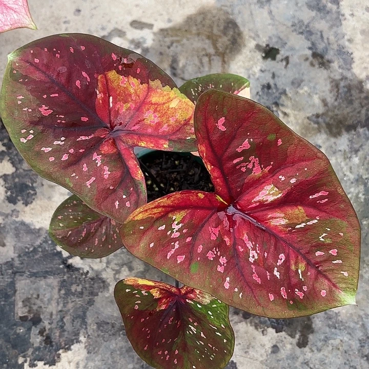 54-1225晚安广东现货