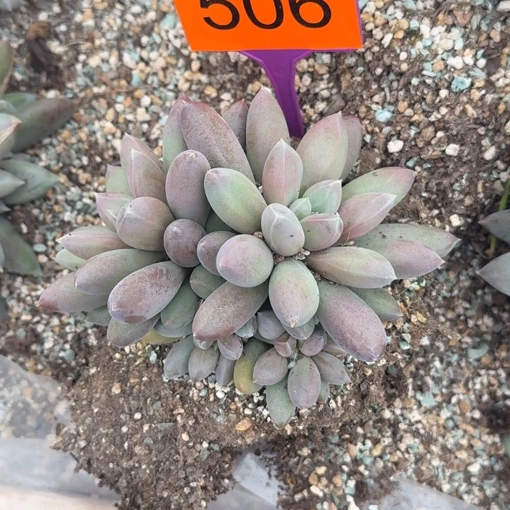 多肉植物海豚体哥特506