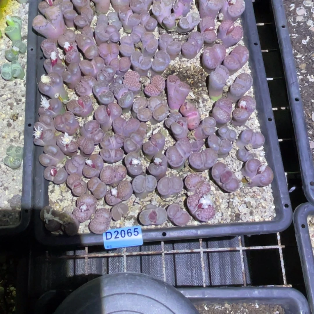 晴***璃2065筐福利不售后