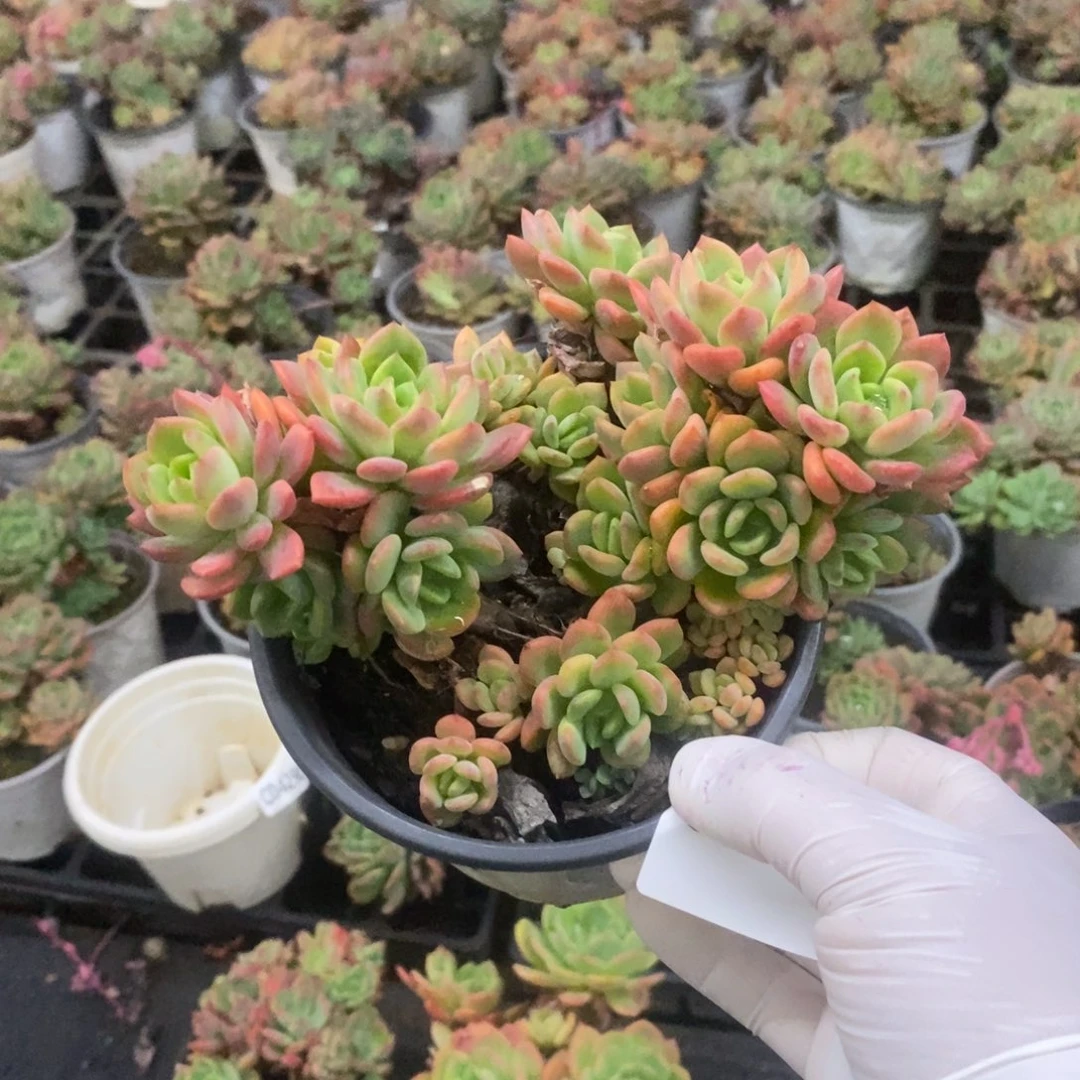 3535芬达老桩一物一拍