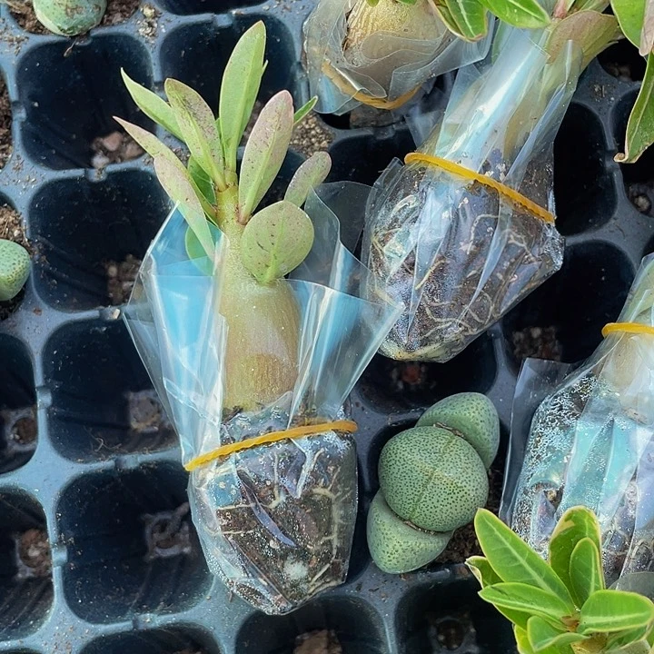 沙漠玫瑰2.8带土发