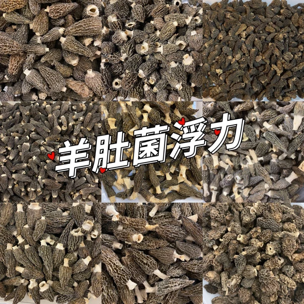 【年尾捡漏】中大羊肚菌