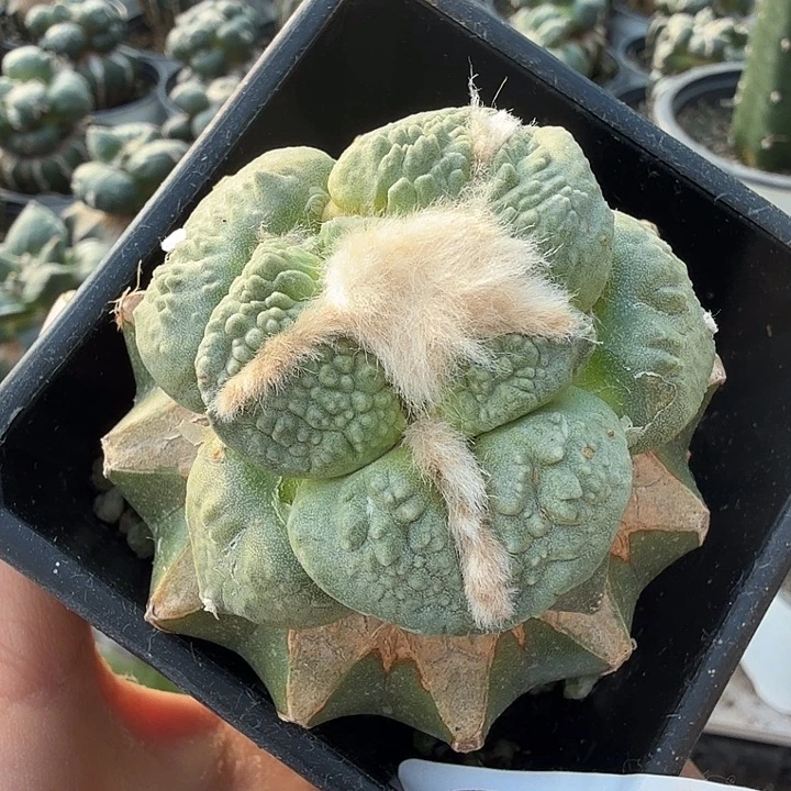 无花朵383白肌大尤牛舌