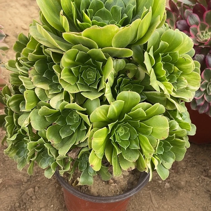 819七彩琉璃对肉植物