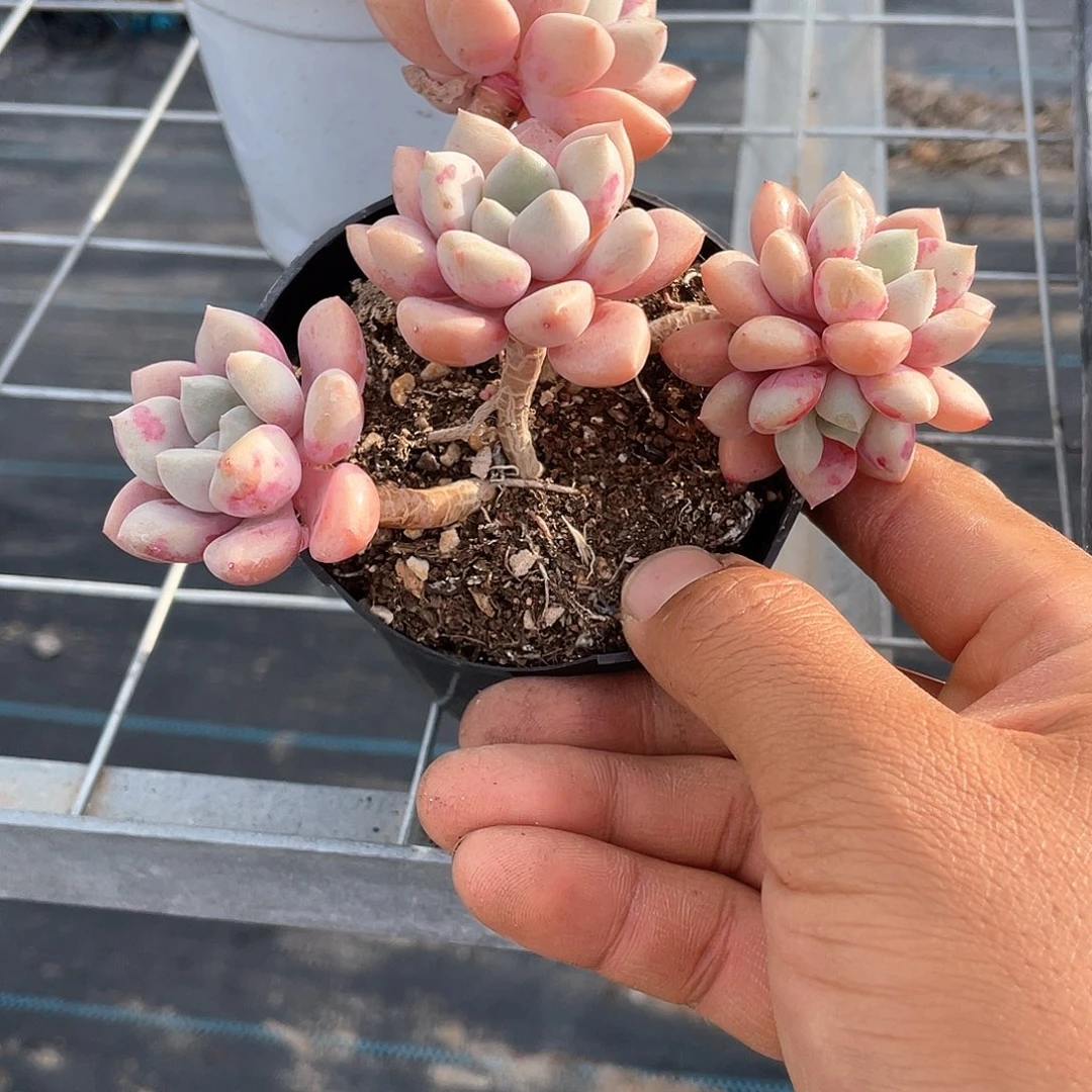 维***斯优惠优惠小老桩花瓣鹿